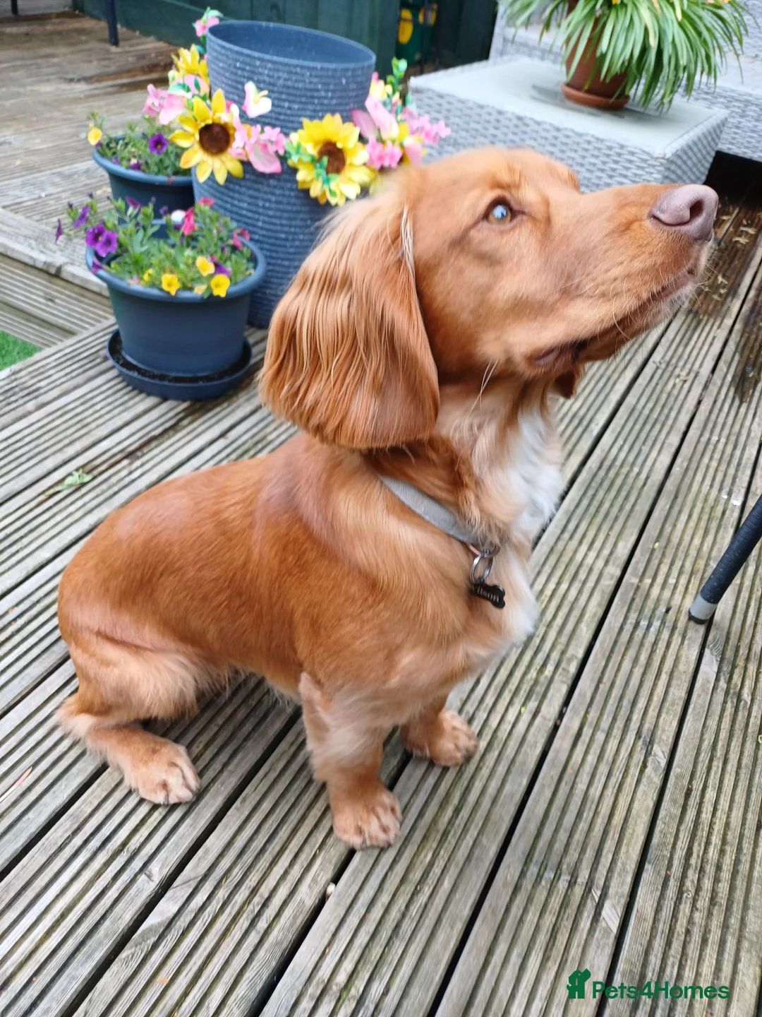 Cocker Spaniel dogs for stud: KC registered Working Cocker Spaniel. in Consett - Advert 1