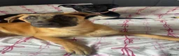 Belgian Shepherd Dog dogs for sale: Belgian mal - Advert 4