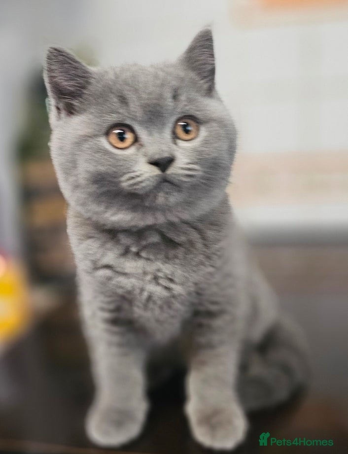 British Shorthair cats Beautiful British Shorthair Kittens - Advert 12