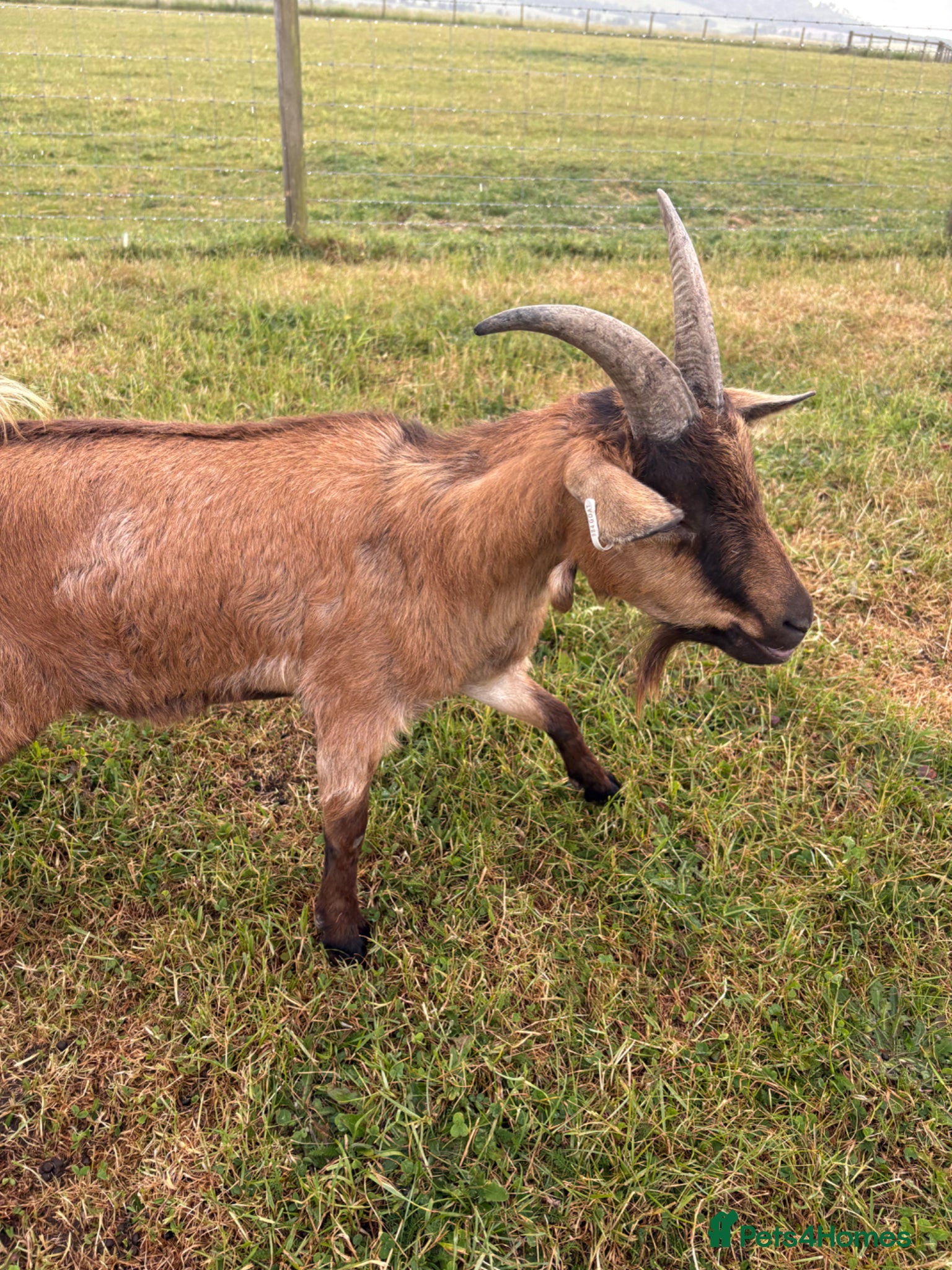 Goats livestock for sale: Very friendly male goat seeking new home  - Advert 4