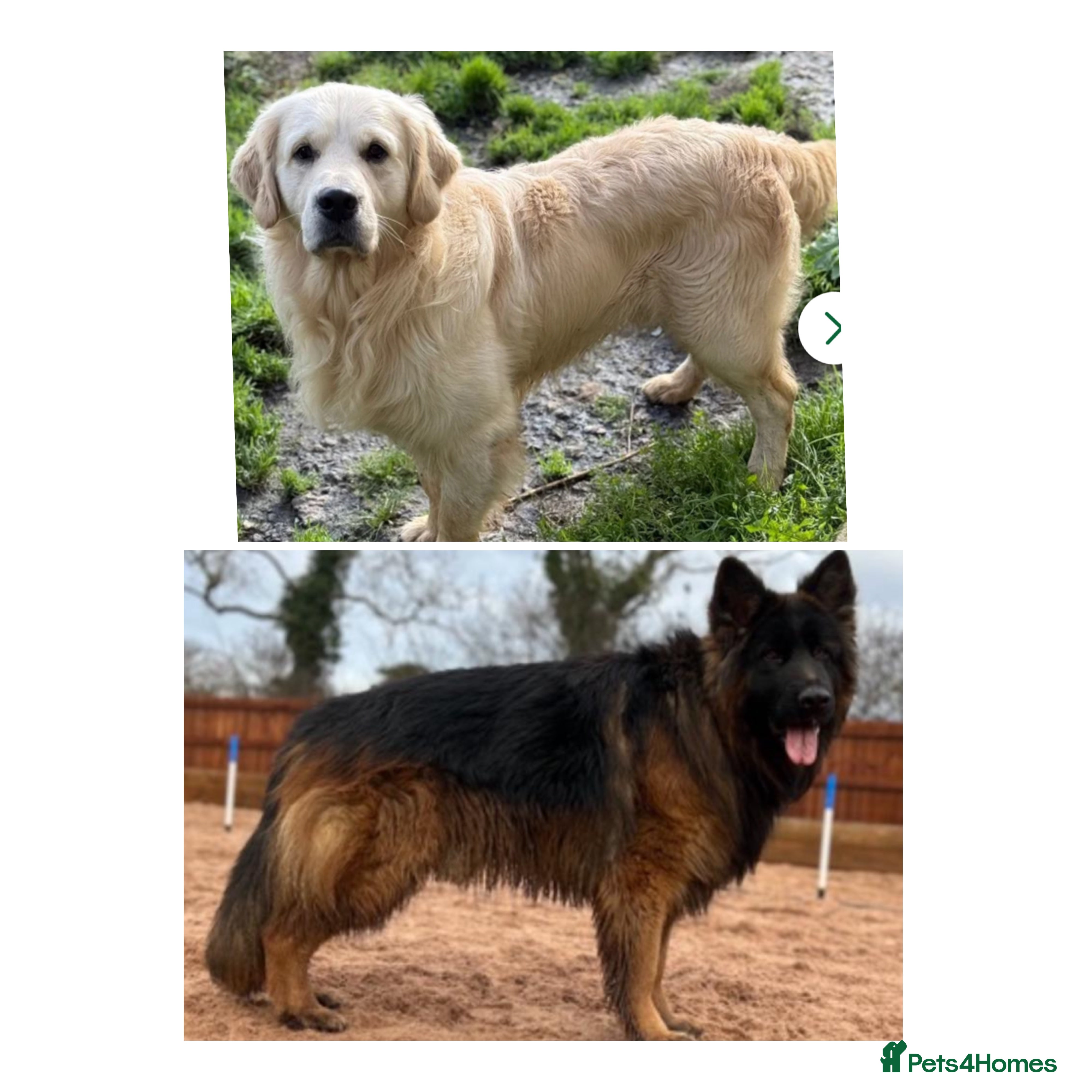 Mixed Breed dogs ⭐️ golden shepherd ⭐️ - Advert 1