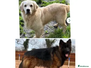Mixed Breed dogs ⭐️ golden shepherd ⭐️ - Advert 1