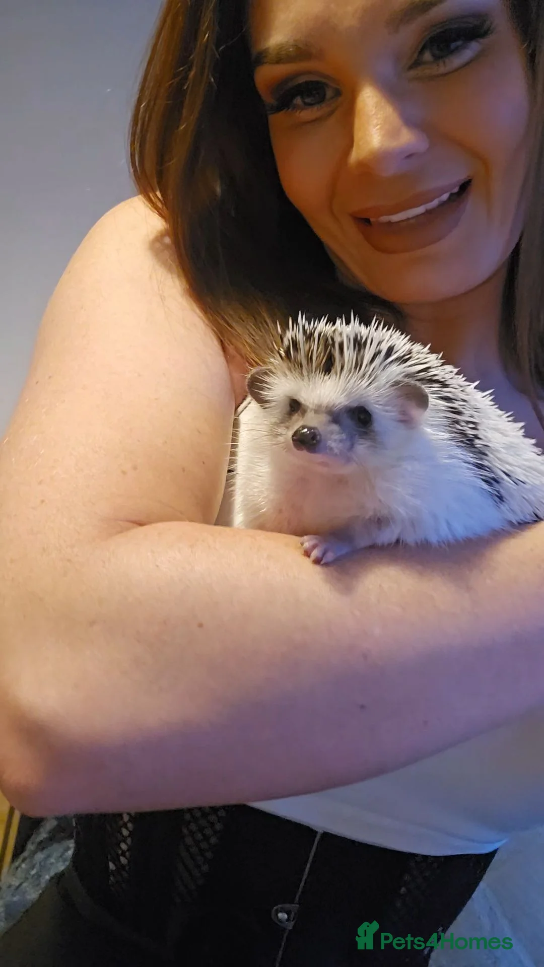Pygmy Hedgehog rodents for sale: Sweetest little girl Hedgehog - Advert 1