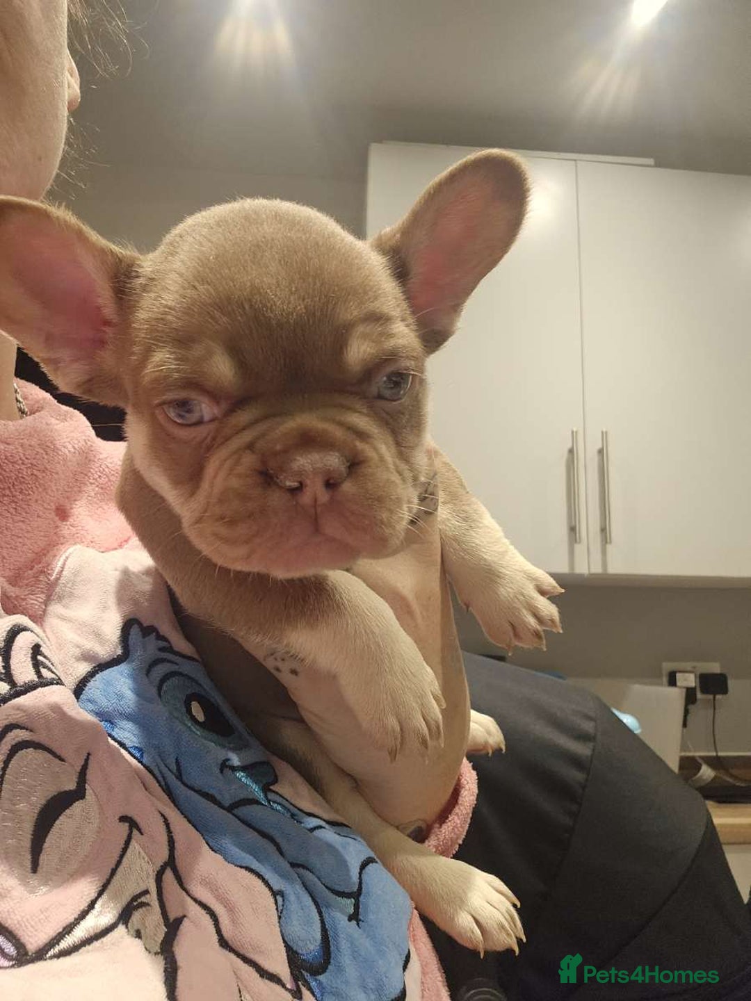 French Bulldog dogs for sale: French bulldog puppys for sale  - Advert 3