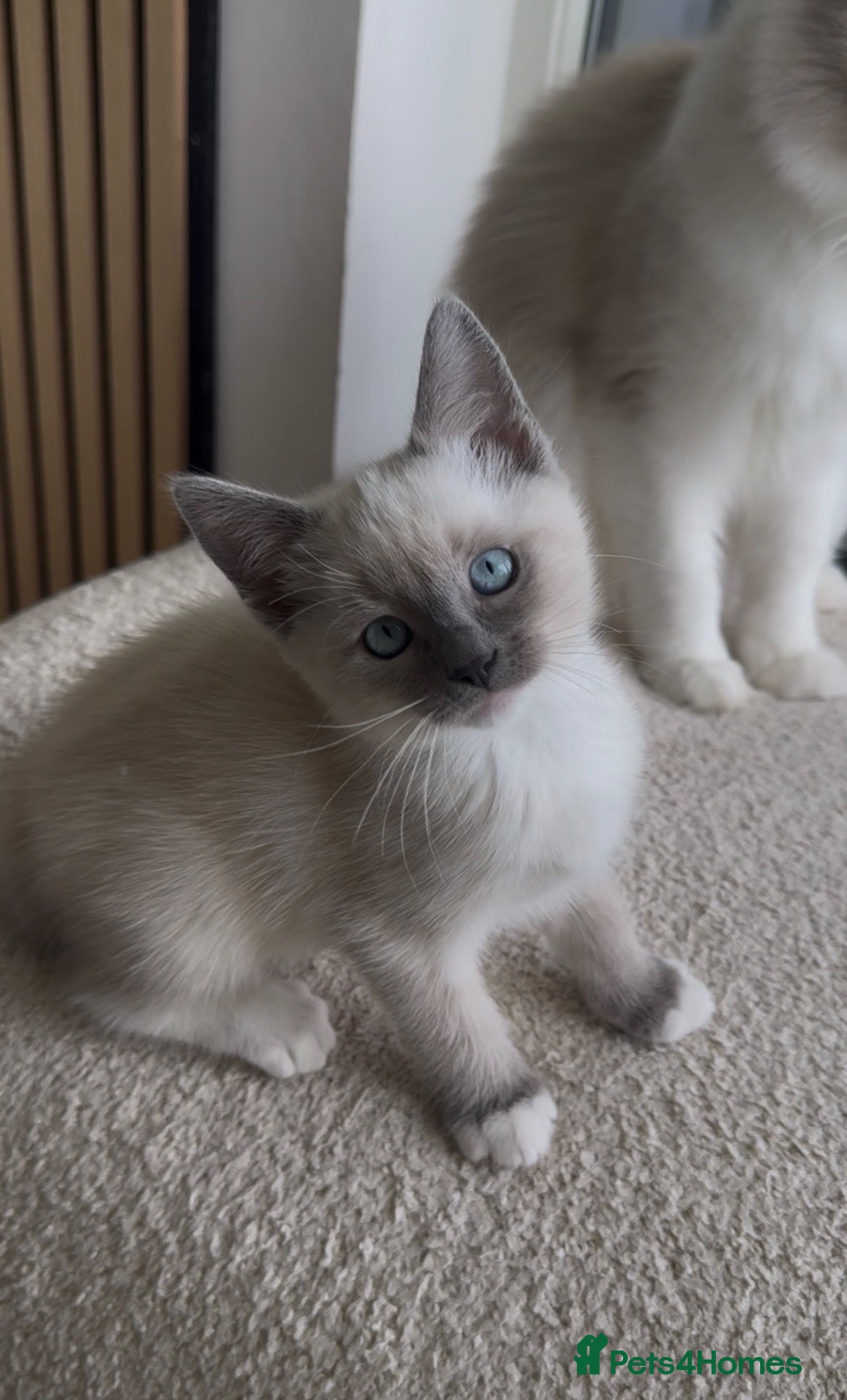 Tonkinese cats Beautiful&Very Affectionate Tonkinese×ragdoll 🩷  - Advert 1
