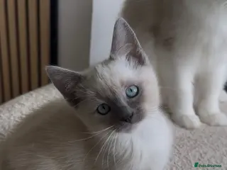 Tonkinese cats Beautiful&Very Affectionate Tonkineseรragdoll ๐ฉท - Advert 1