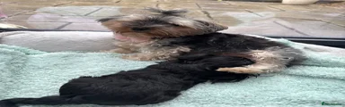 Yorkshire Terrier 2