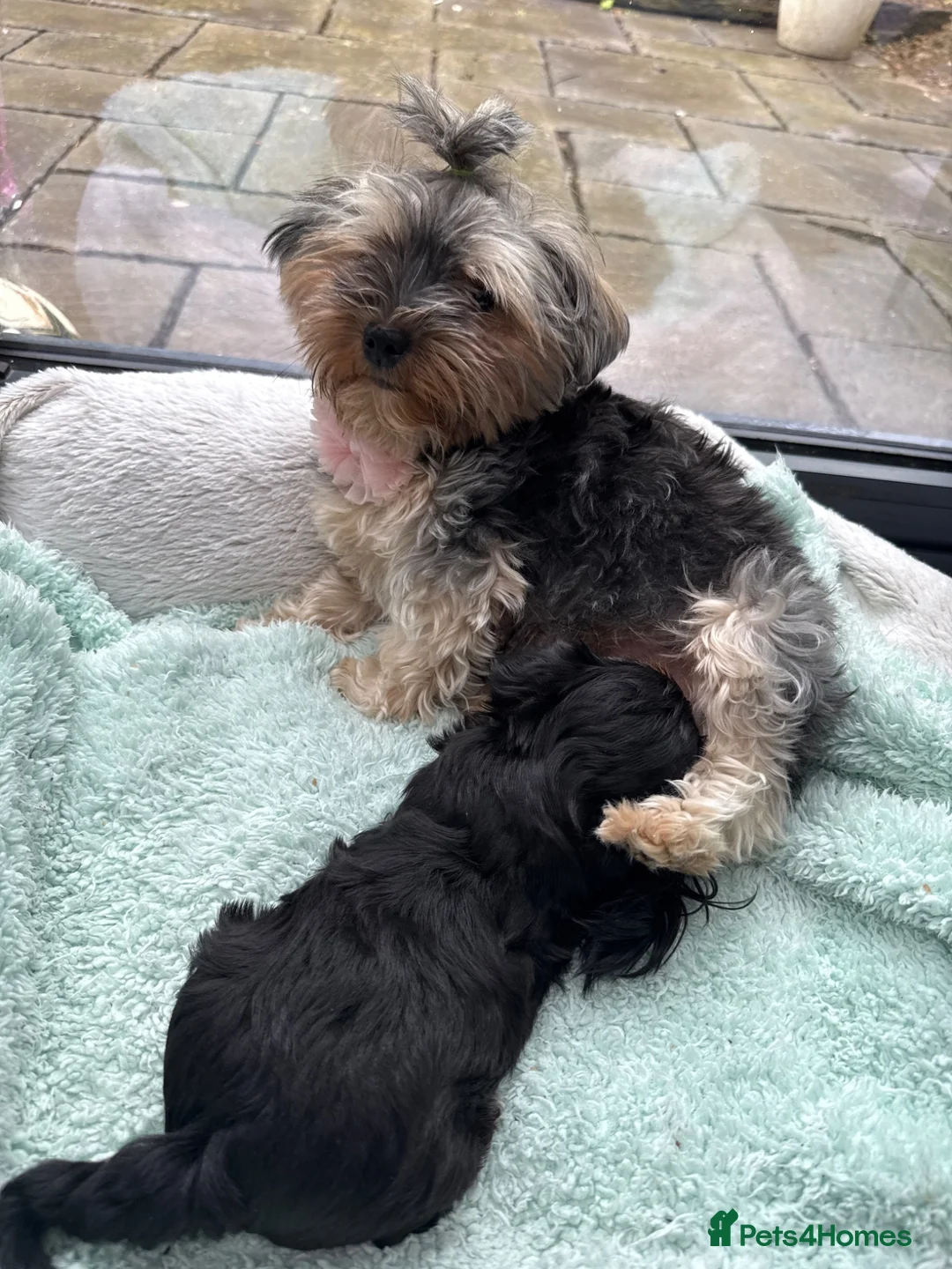 Yorkshire Terrier dogs for sale: Beautiful Mini Yorkshire Terrier Puppies  - Advert 2
