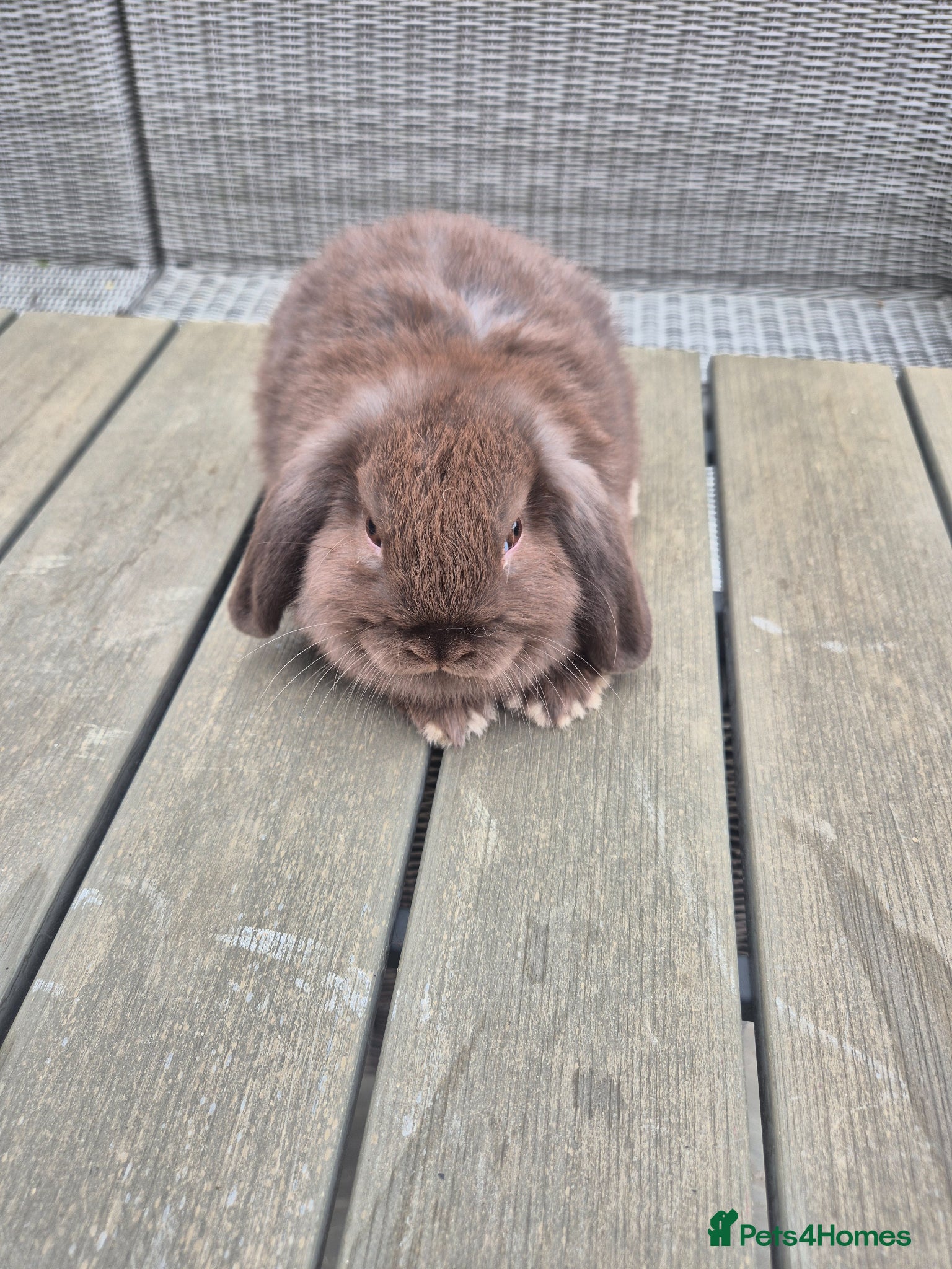 Mini Lop rabbits Chocolate mini lop buck - Advert 9