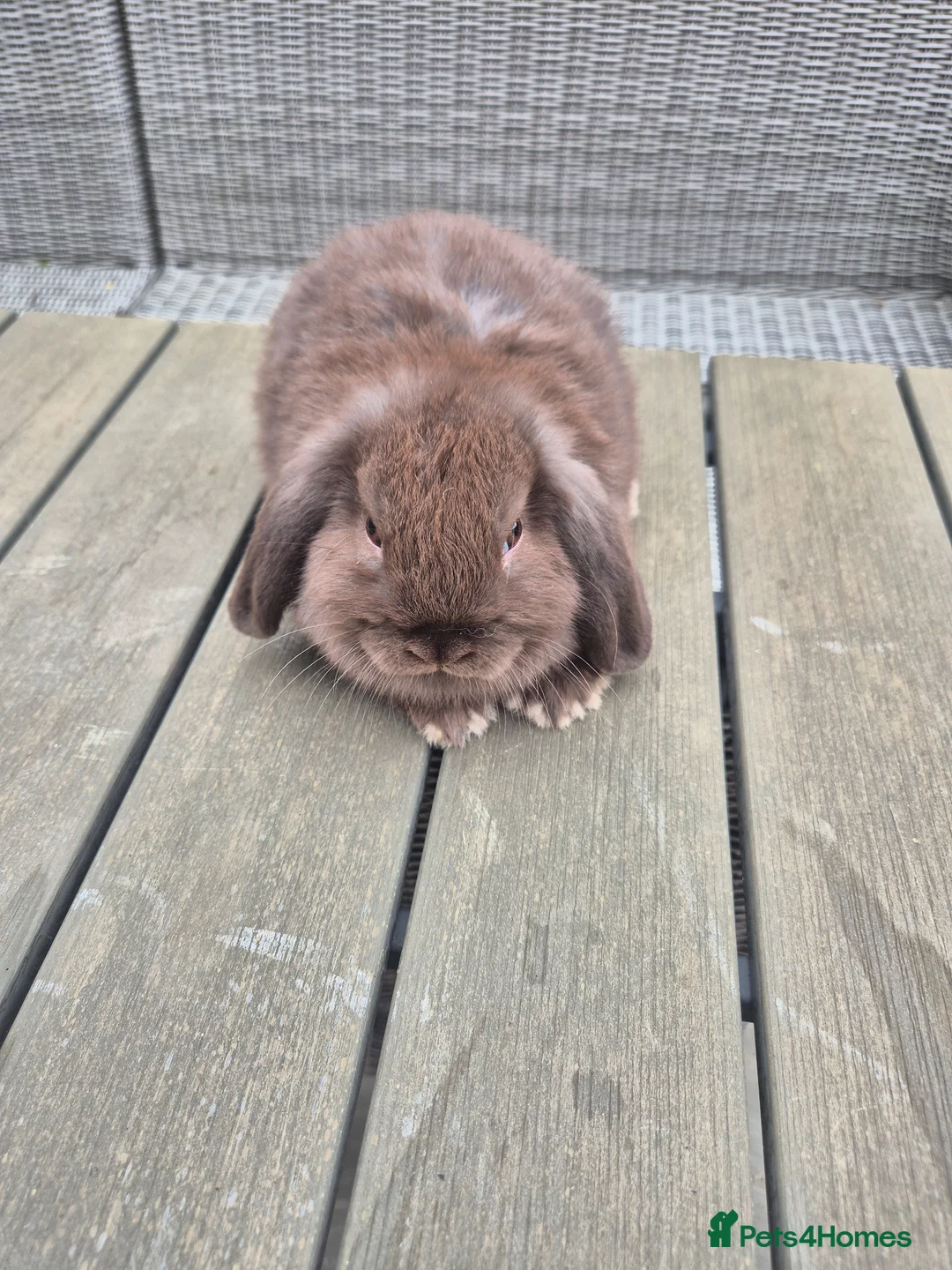 Mini Lop rabbits for sale: Chocolate mini lop buck - Advert 1