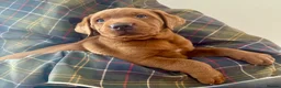 Labrador Retriever dogs for sale: Darkest mahogany fox red labrador puppies for sale - Advert 3
