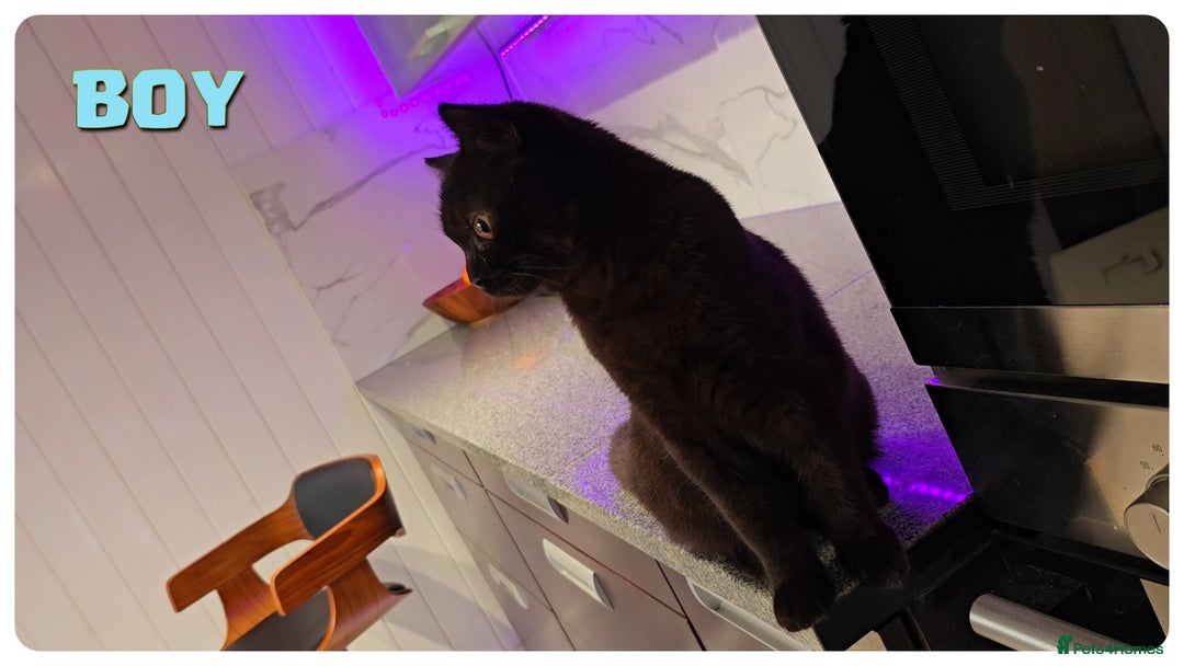 British Shorthair cats for sale: British Blue Kittens (Delivery available) - Image 7