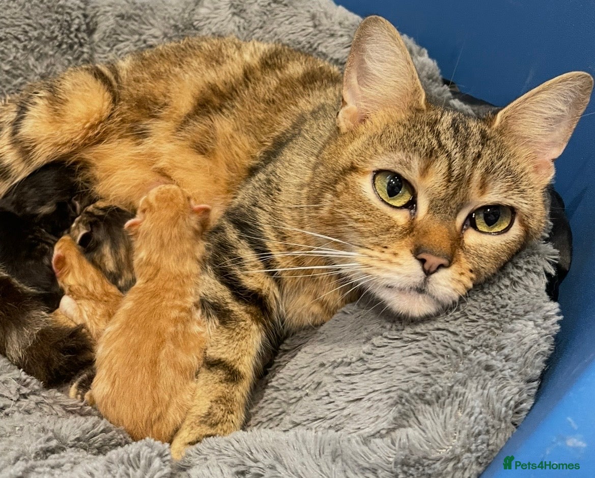 Mixed Breed cats 3 mixed breed kittens. 2 male, 1 female  - Advert 18