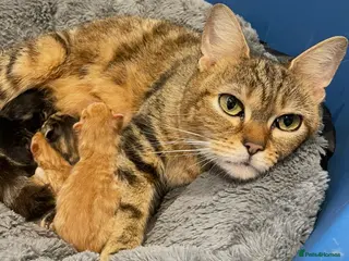 Mixed Breed cats 3 mixed breed kittens. 2 male, 1 female - Advert 4