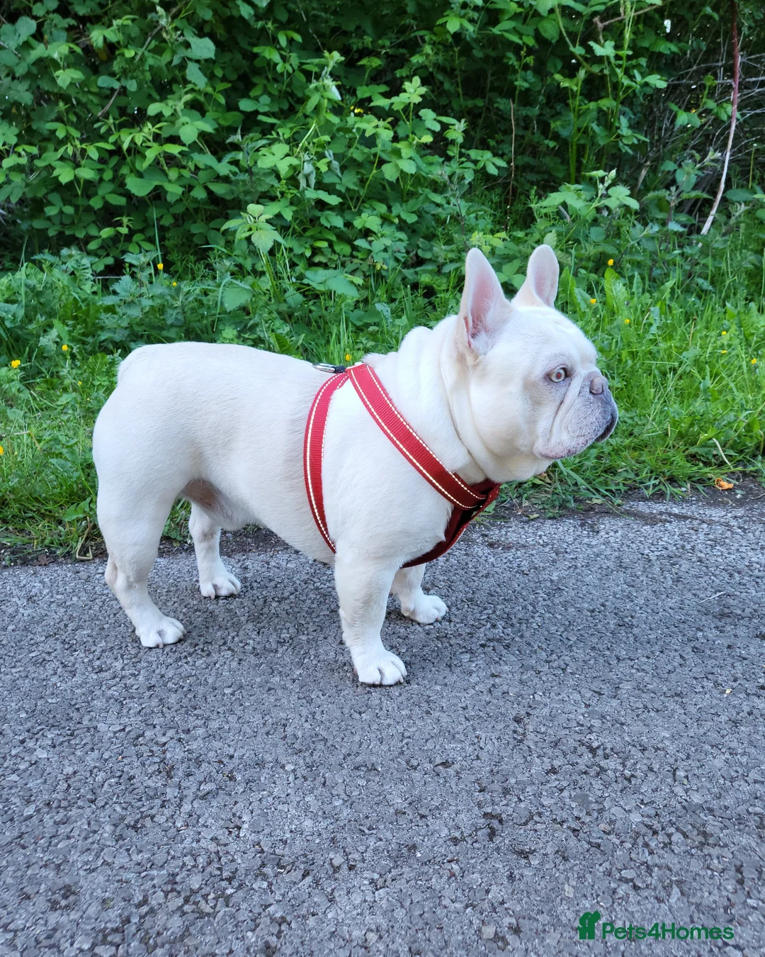 French Bulldog dogs for stud: Amazing structure and quality ‼️ in Ebbw Vale - Advert 31