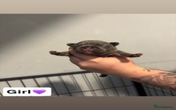 French Bulldog dogs for sale: The final 3 Kc registered French Bulldogs🐾 - Image 10