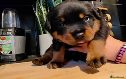 Rottweiler dogs for sale: Elite German Bloodline Rottweiller Puppies - Image 8
