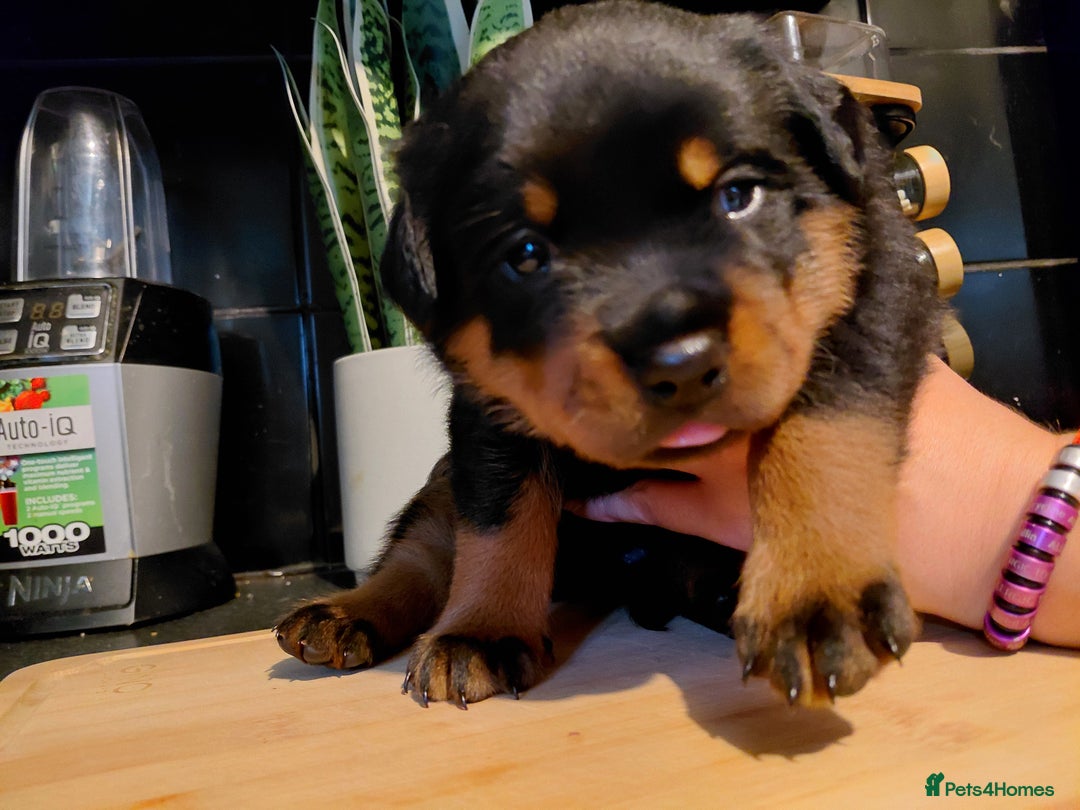 Rottweiler dogs for sale: Elite German Bloodline Rottweiller Puppies - Image 8