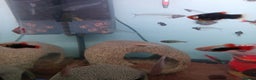 Other/Mixed Breed fish for sale: Live Bearing Fish and 1 Red Male Betta - Advert 2