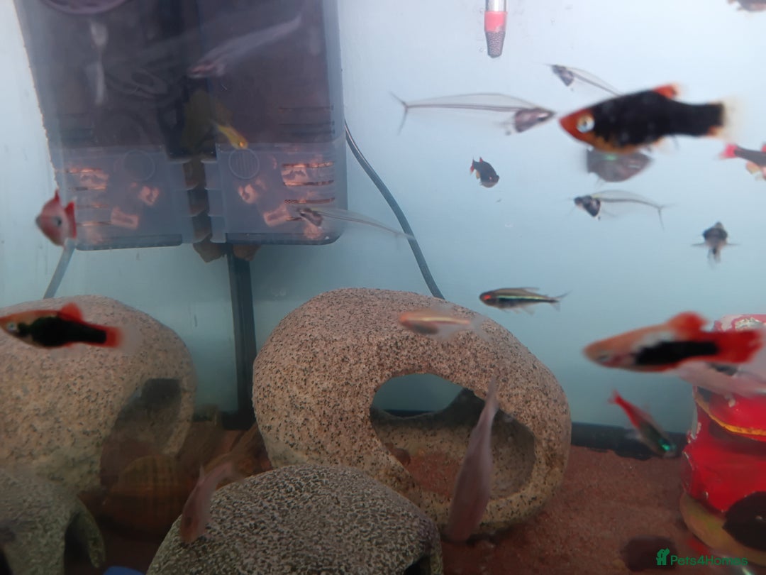 Other/Mixed Breed fish for sale: Live Bearing Fish and 1 Red Male Betta - Advert 2