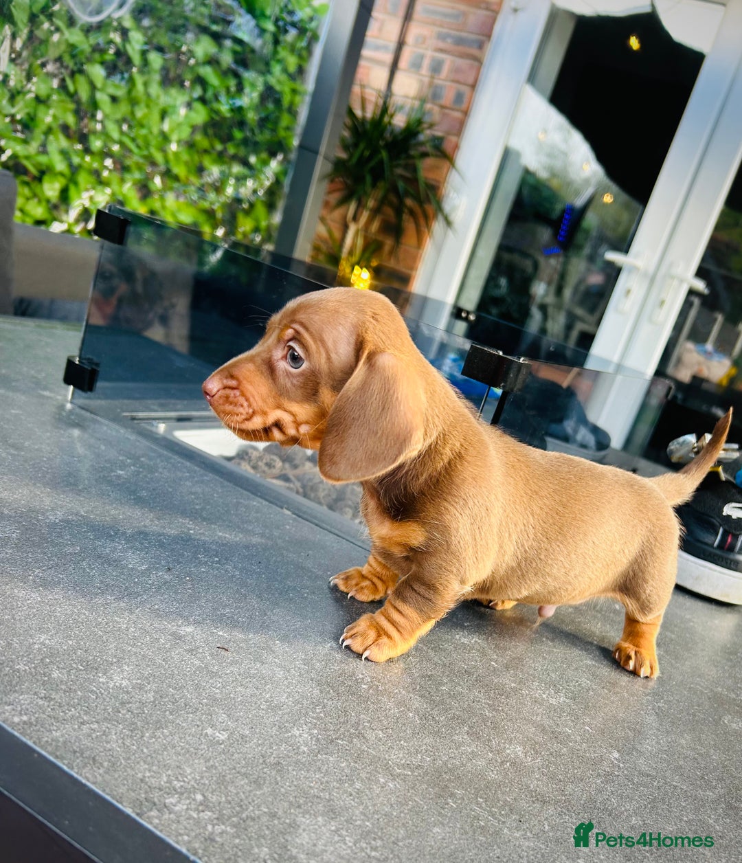 Miniature Dachshund dogs for sale: Last Male Miniature Daschund  🩵 - Image 4