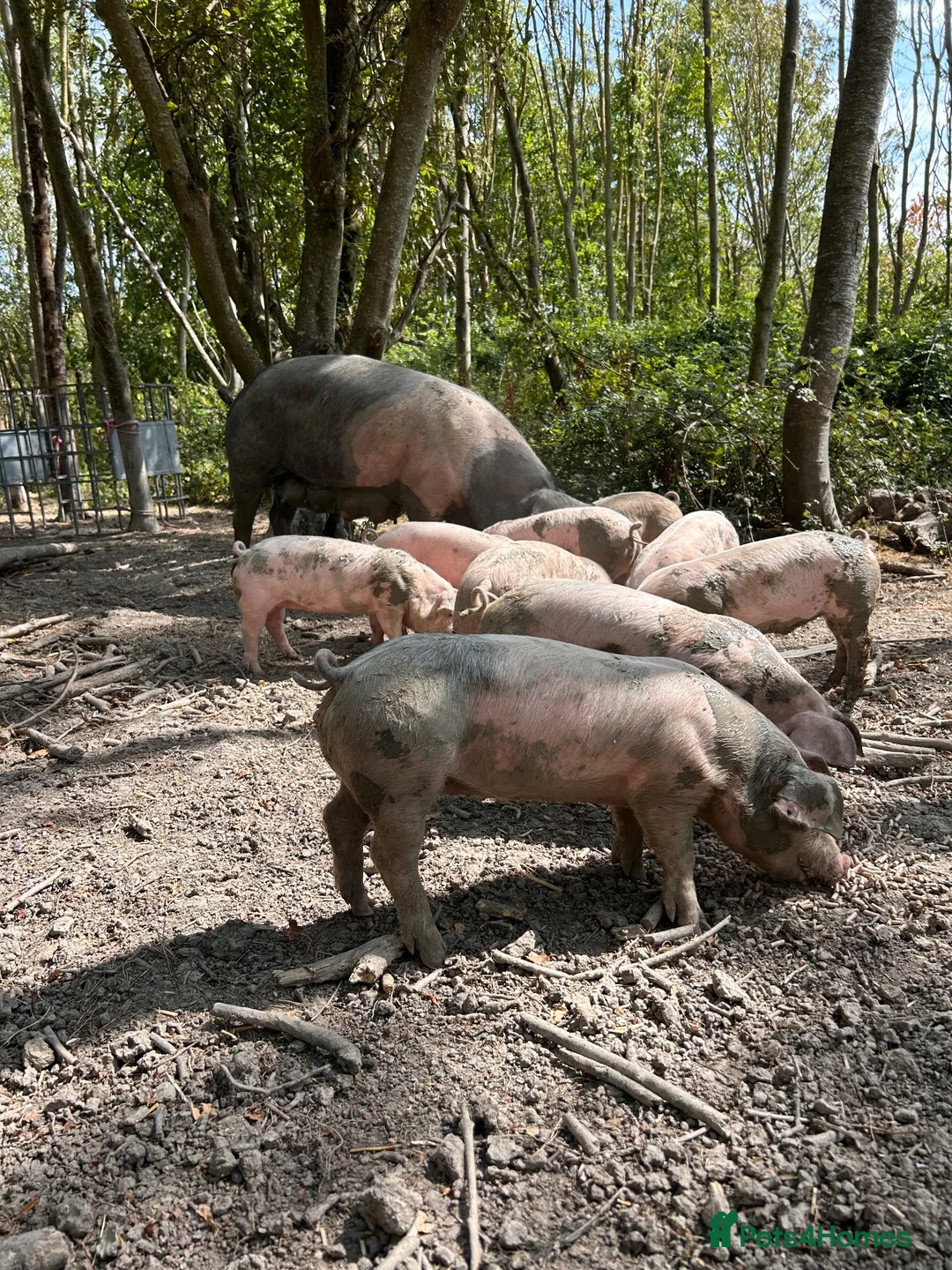 Pig livestock for sale: Saddleback x Welsh Weaners piglets  - Advert 6