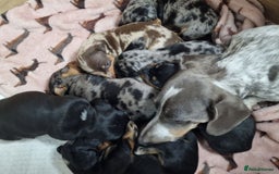 Miniature Dachshund dogs for sale: Dapple Piebald Miniature Dachshund Puppies - Advert 1