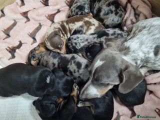 Miniature Dachshund dogs for sale: Dapple Piebald Miniature Dachshund Puppies - Advert 1