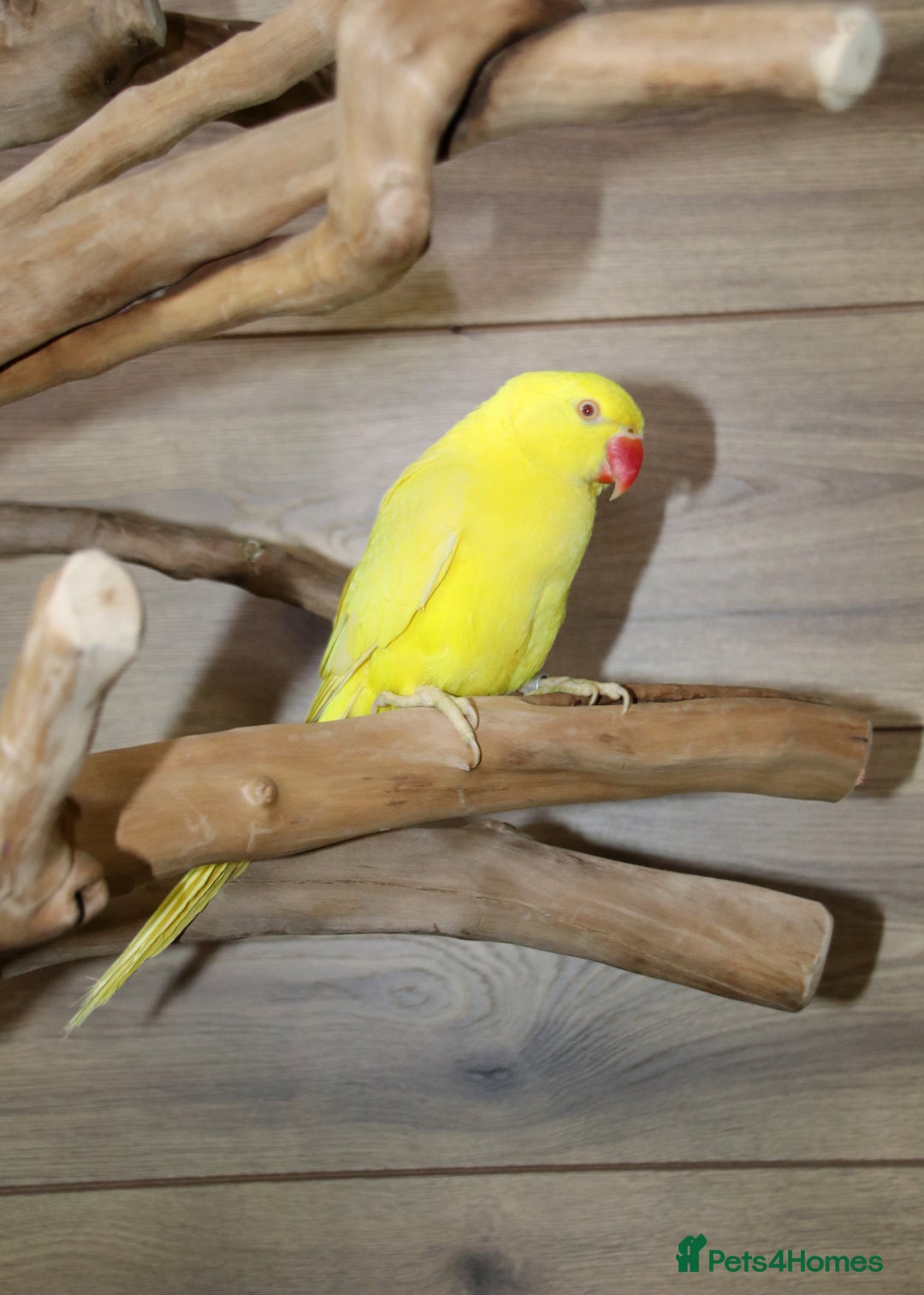 Parrots birds for sale: Talking Parrot and bird Available - Advert 7