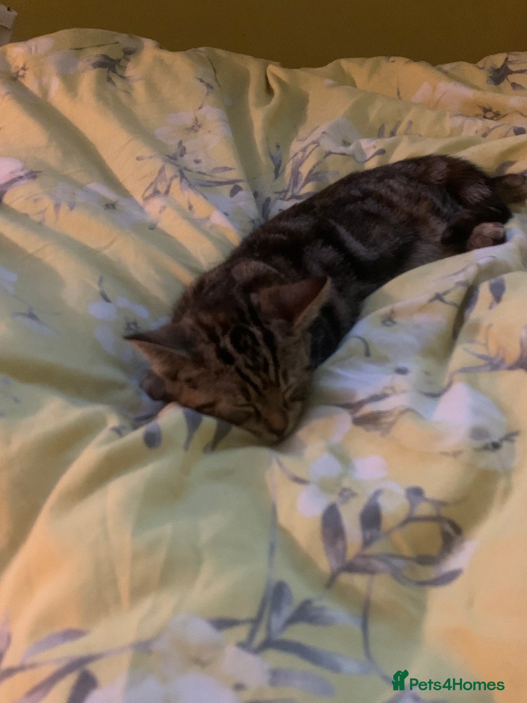 Mixed Breed cats for sale: Mollie and blackie  - Image 19