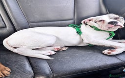 Mixed Breed dogs for sale: Dotty - Image 15