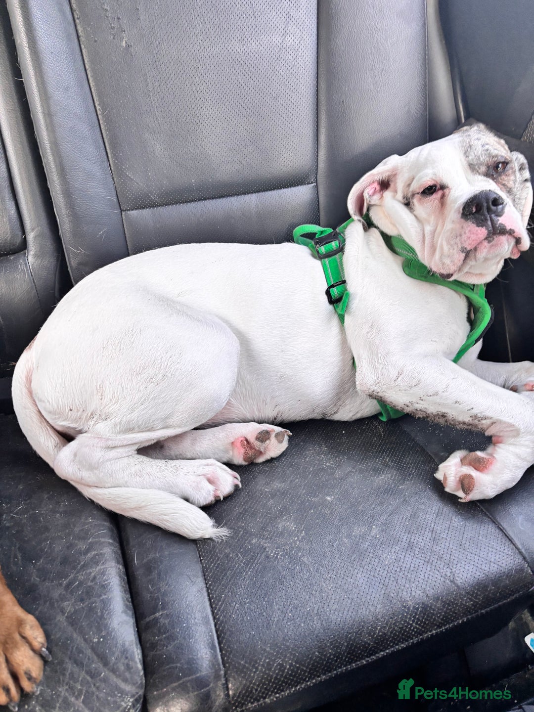 Mixed Breed dogs for sale: Dotty - Image 15
