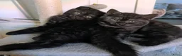 Scottish Fold cats for sale: 🩵🩷Scottish fold babies ready to leave now🩷🩵 - Advert 12