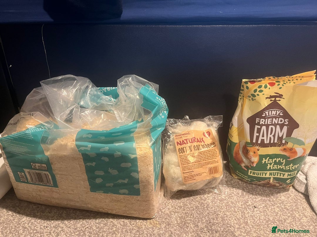 Hamster rodents for sale: Hamster for sale  - Advert 8