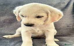 Golden Retriever dogs for sale: KC REGISTERED GOLDEN RETRIEVER PUPS - Image 17