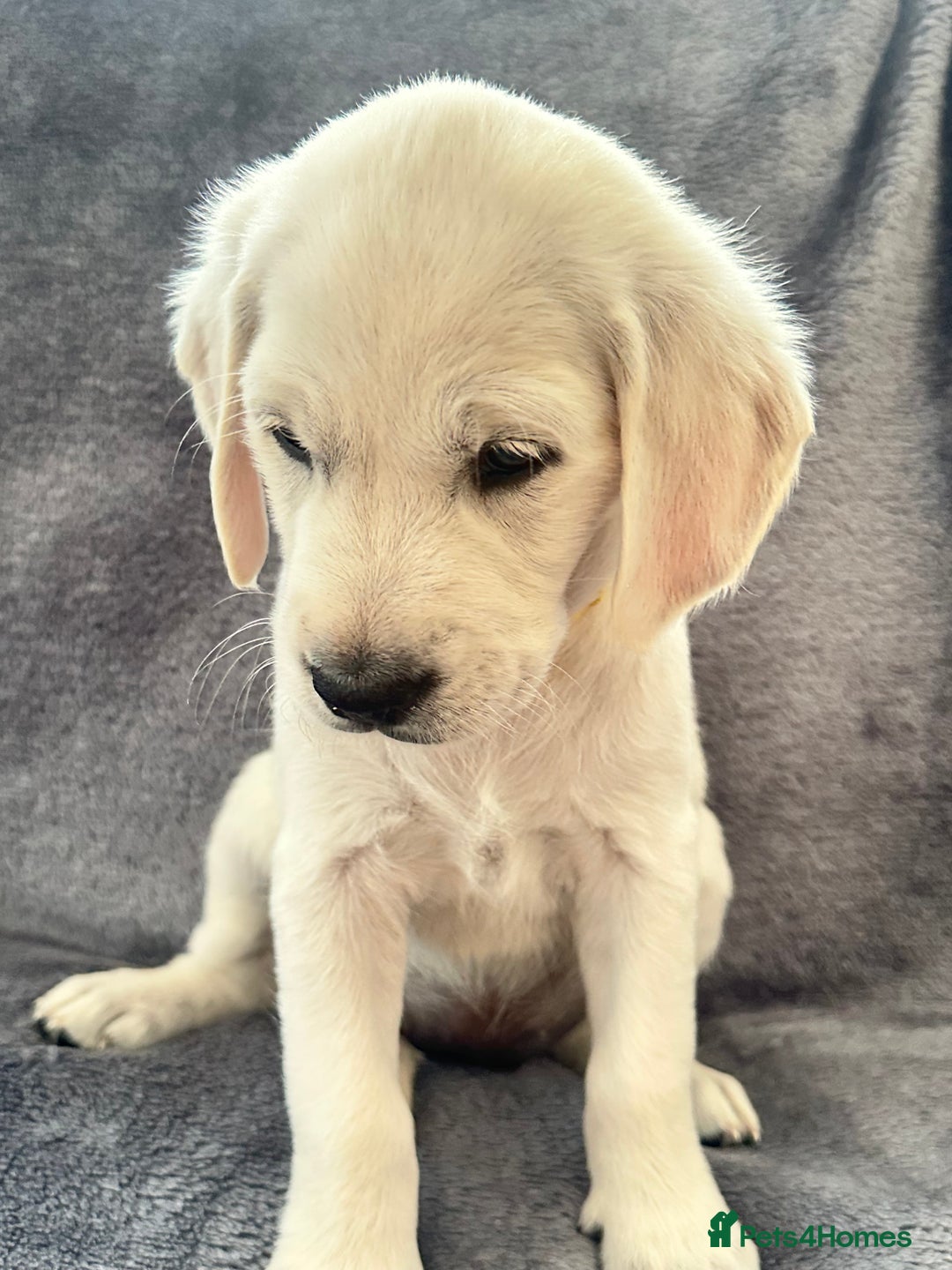 Golden Retriever dogs for sale: KC REGISTERED GOLDEN RETRIEVER PUPS - Image 17