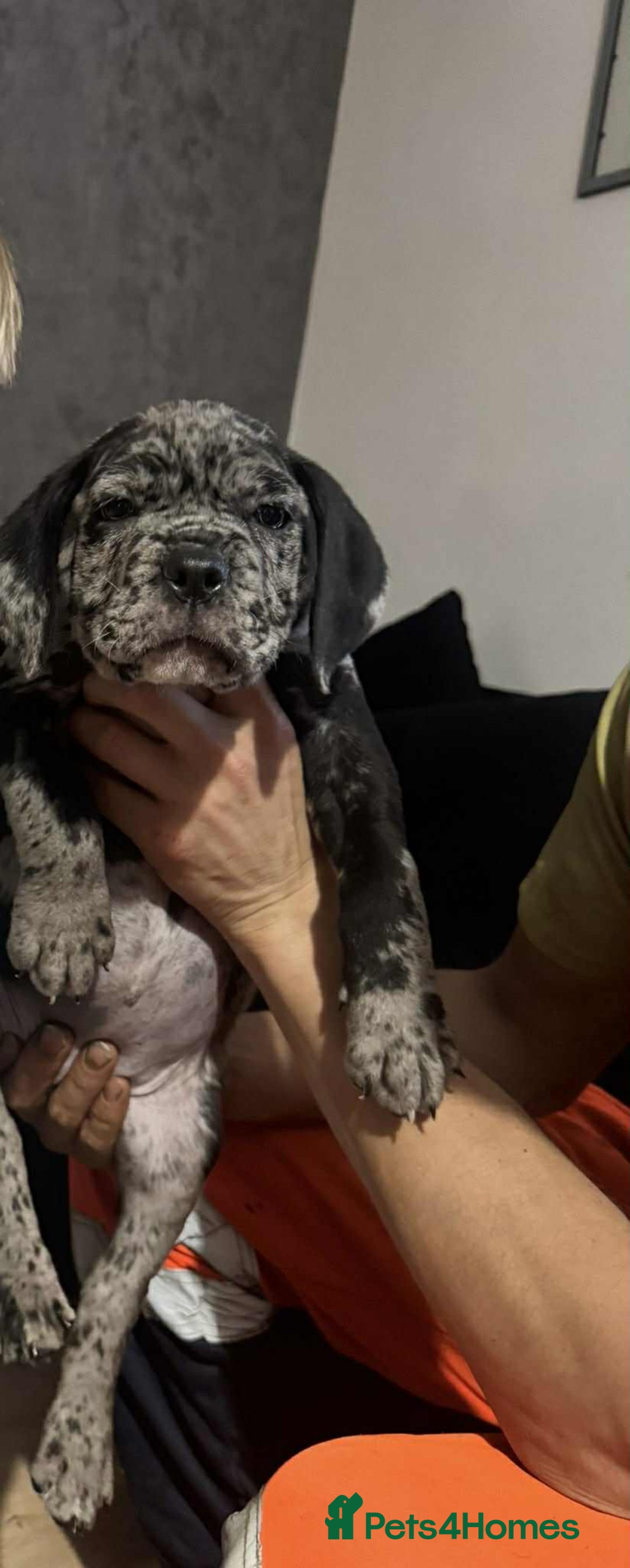Cane Corso dogs for sale: Cane corso Merle  - Image 4
