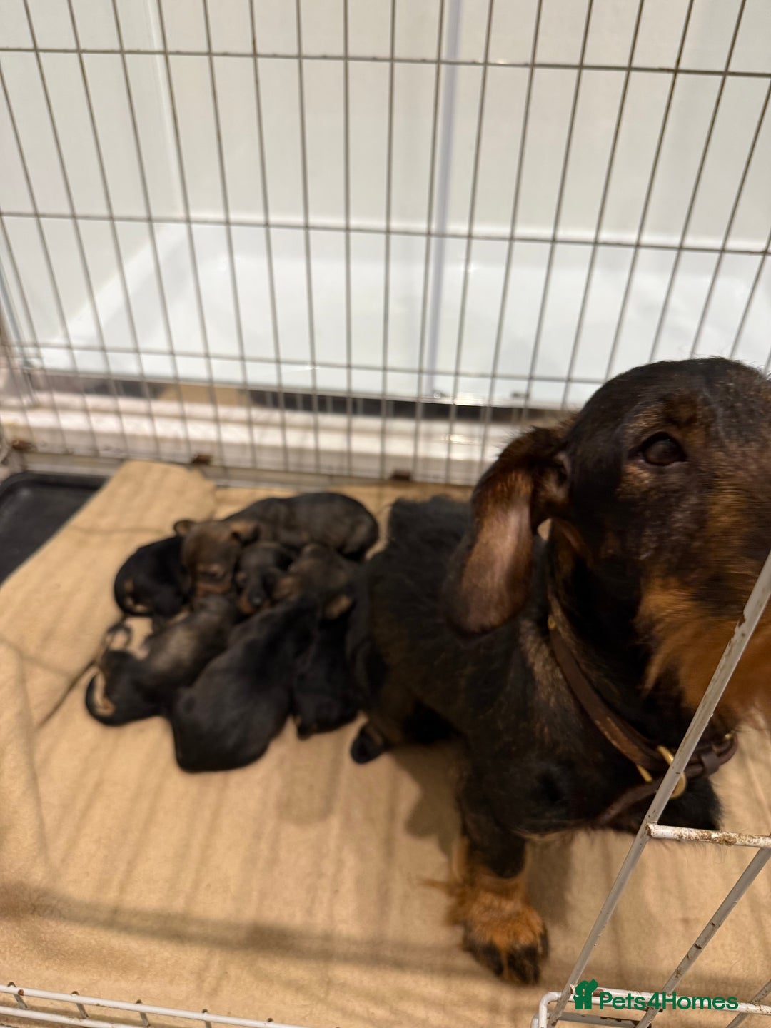 Dachshund dogs for sale: Wire haired Teckel puppies  - Advert 3