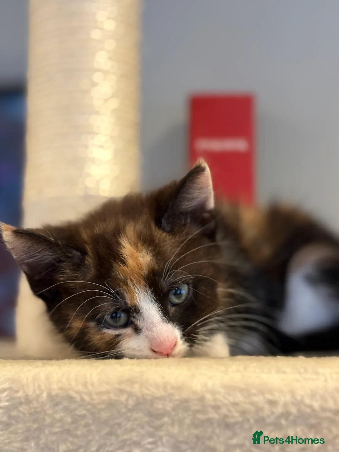 Mixed Breed cats for sale: Gorgeous litter of kittens - Advert 2