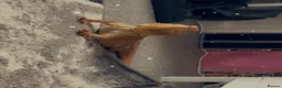 Bearded Dragon reptiles for sale: Bearded dragon and set up for sale - Advert 2
