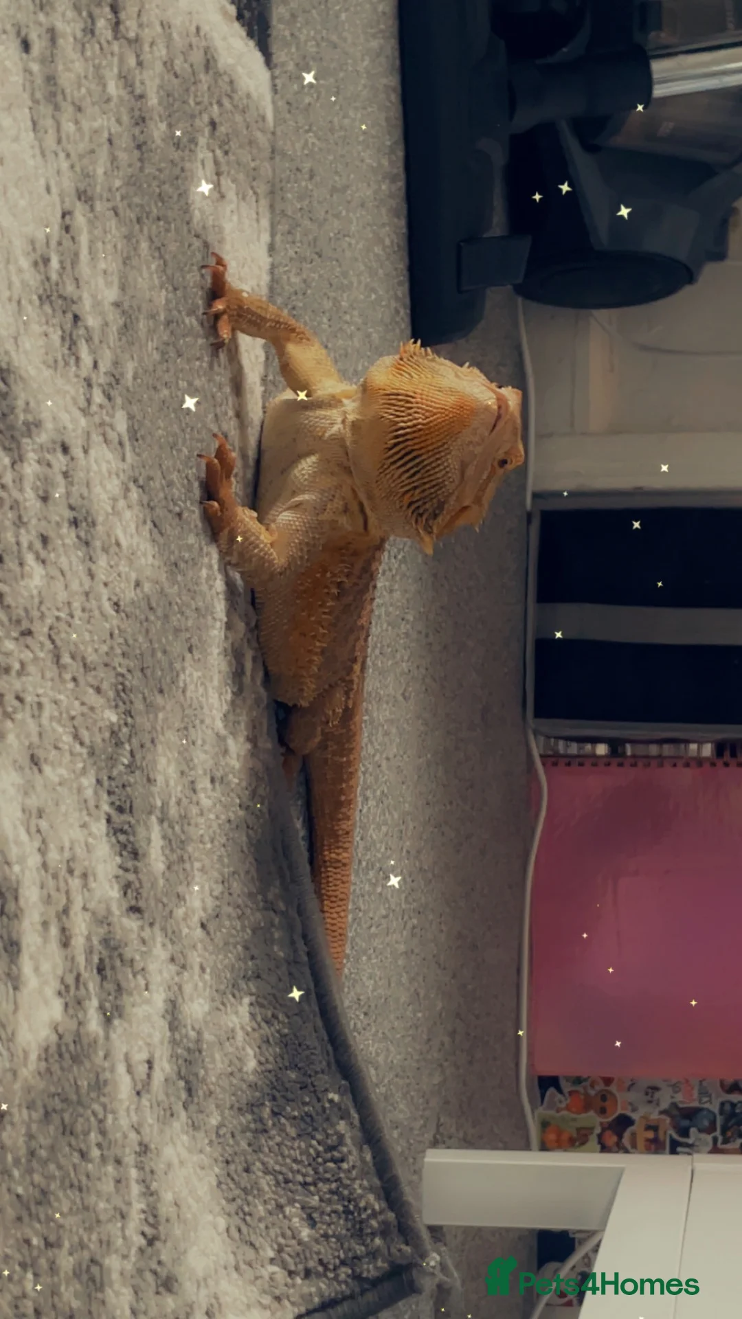 Bearded Dragon reptiles for sale: Bearded dragon and set up for sale - Advert 2