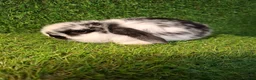 Mini Lop rabbits for sale: MINI LOP GIRLS - Advert 3