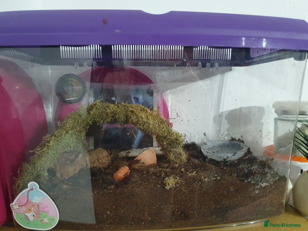 Snails invertebrates for sale: Tiger stripe albino giant african land snail  - Advert 4