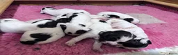 English Springer Spaniel dogs for sale: KC registered springer spaniel puppies  - Advert 6