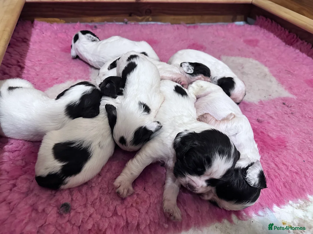 English Springer Spaniel dogs for sale: KC registered springer spaniel puppies  - Advert 6