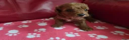Cavapoo dogs for sale: F1 cavapoos  - Advert 3