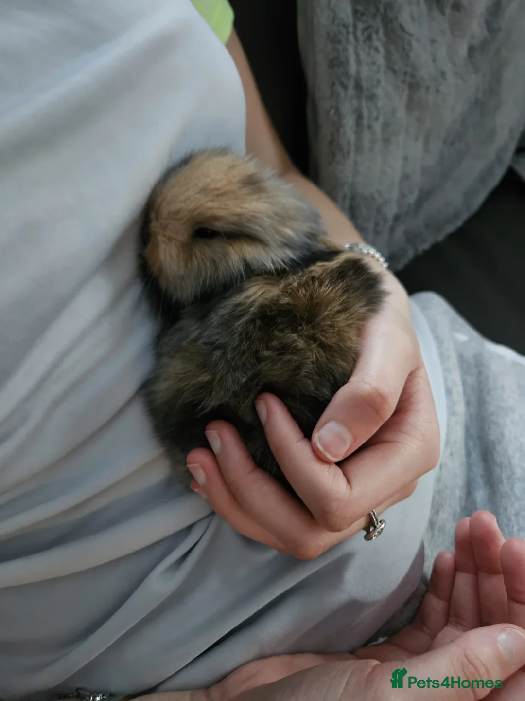 Mini Lion Lop rabbits for sale: Mini lion lop - Advert 4