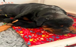 Rottweiler dogs for sale: Superb litter of dual purpose Rottweiler puppies. - Image 37