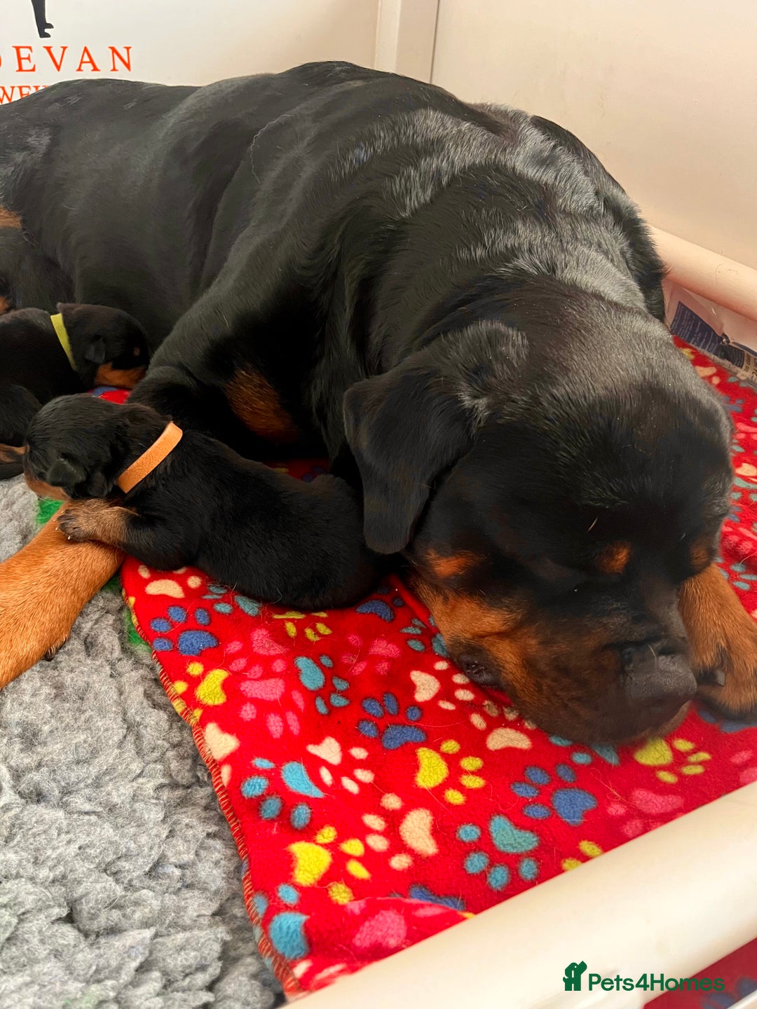 Rottweiler dogs for sale: Superb litter of dual purpose Rottweiler puppies. - Image 37