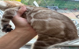 Bengal cats for sale: Beautiful Bengal Kittens Tica Registered 🌈🐾 - Image 6